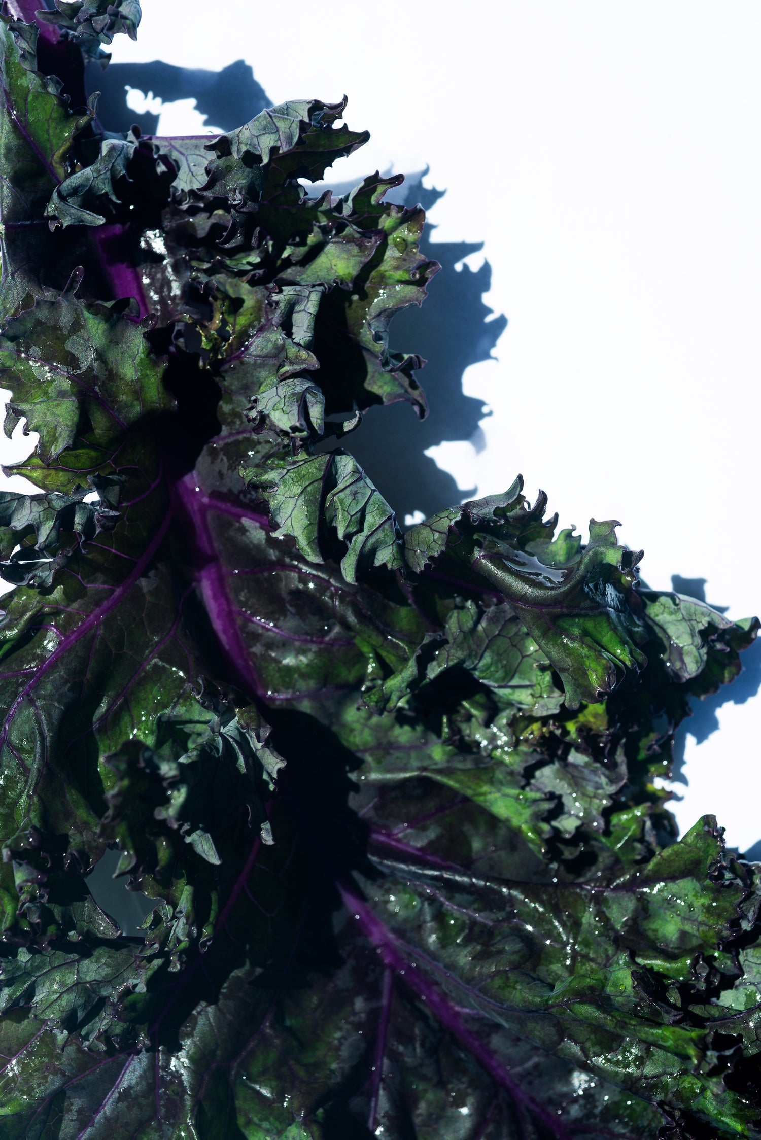 close-up-of-crisp-green-and-purple-curly-kale